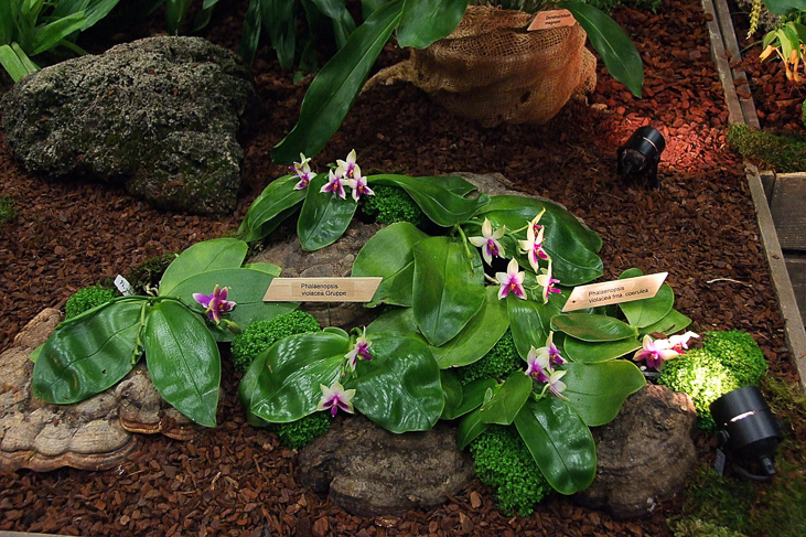 2014_0922Orchideentage0063