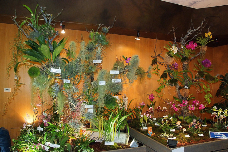 2014_0922Orchideentage0074