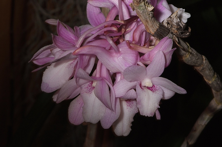 2014_0922Orchideentage0081