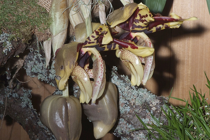 2014_0922Orchideentage0091