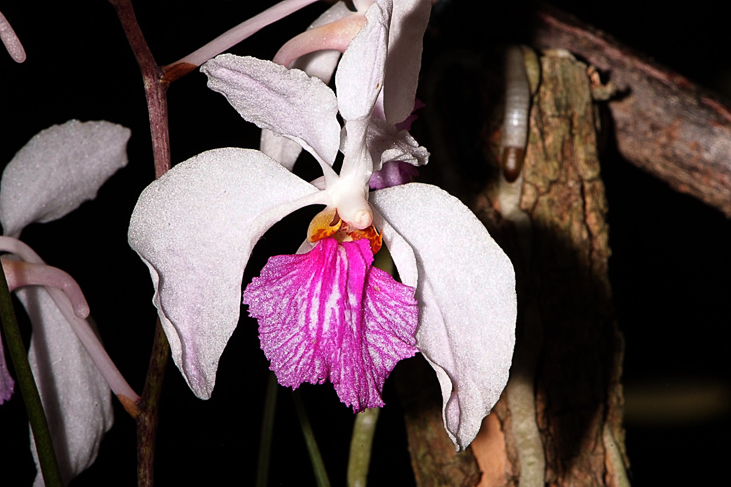 2014_0922Orchideentage0097