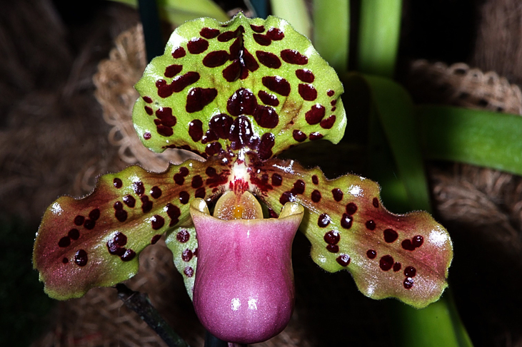 2014_0922Orchideentage0103