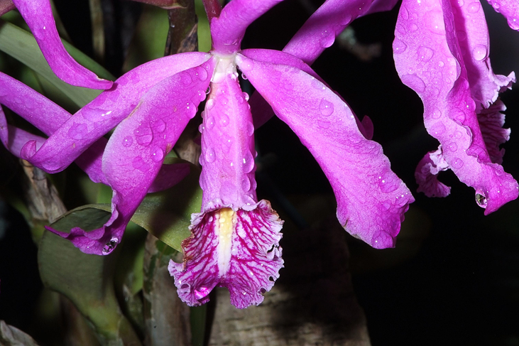 2014_0922Orchideentage0108
