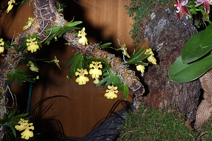 2014_0922Orchideentage0112