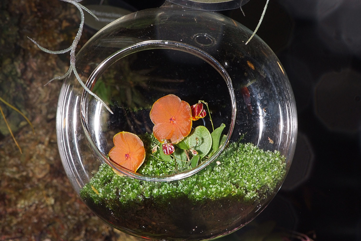 2014_0922Orchideentage0113