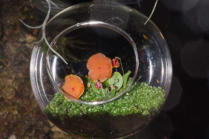 2014_0922Orchideentage0114