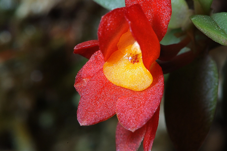 2014_0922Orchideentage0129