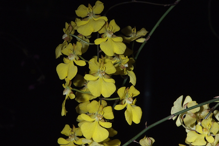 2014_0922Orchideentage0137