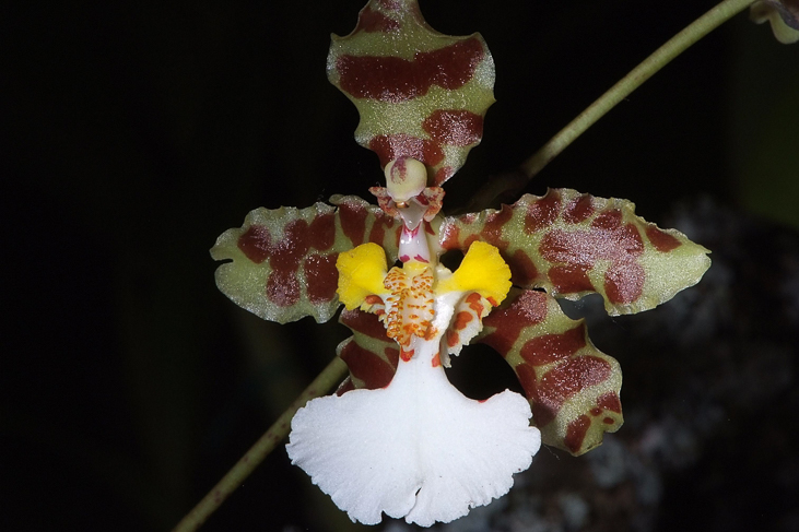 2014_0922Orchideentage0138