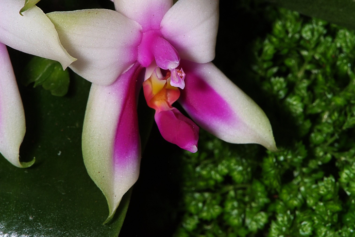 2014_0922Orchideentage0147