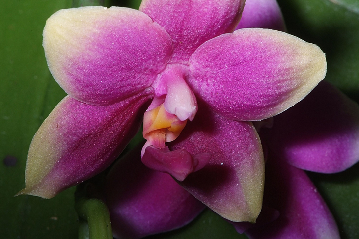 2014_0922Orchideentage0148