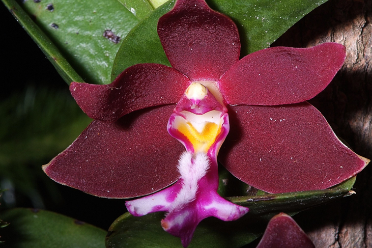 2014_0922Orchideentage0151
