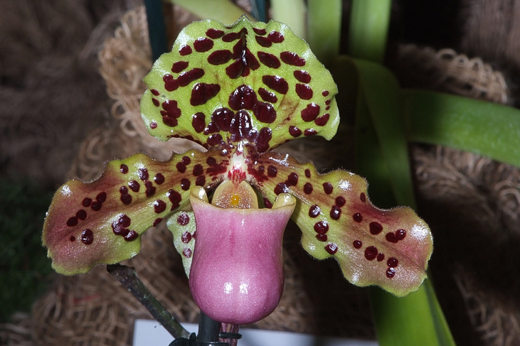 2014_0922Orchideentage0167
