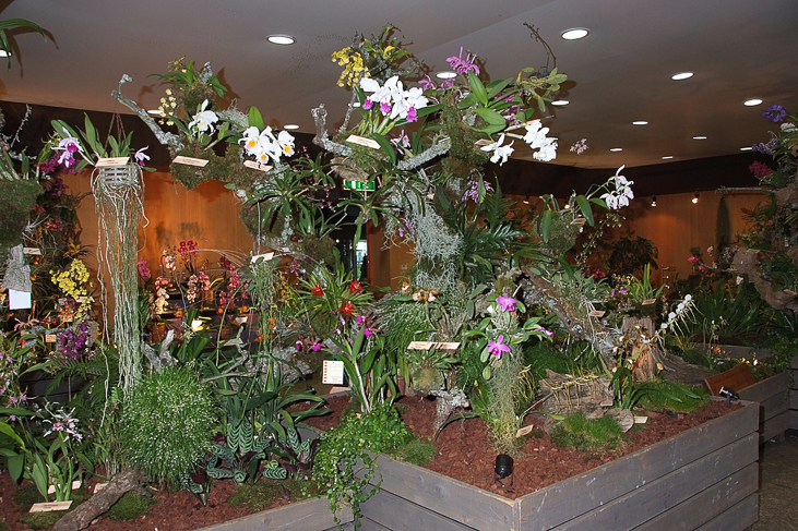 2014_0922Orchideentage0187